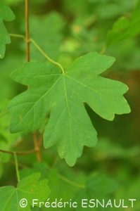 Érable champêtre (Acer campestre)