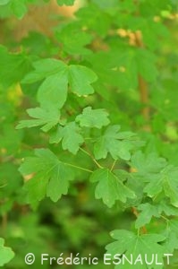 Érable champêtre (Acer campestre)