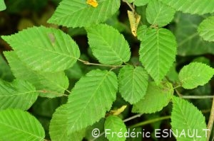 Charme, ou Charme commun ou Charmille (Carpinus betulus)