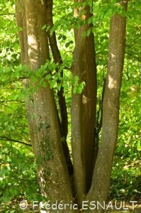 Charme, ou Charme commun ou Charmille (Carpinus betulus)
