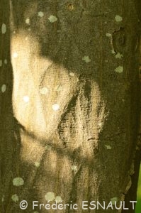 Charme, ou Charme commun ou Charmille (Carpinus betulus)