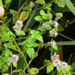 Menthe aquatique (Mentha aquatica)