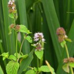 Menthe aquatique (Mentha aquatica)