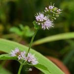 Menthe aquatique (Mentha aquatica)