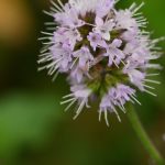 Menthe aquatique (Mentha aquatica)
