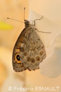 Le Némusien (le mâle), ou Ariane (la femelle), (Lasiommata maera)