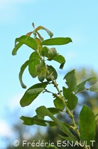 Saule cendré ou Saule gris (Salix cinerea)