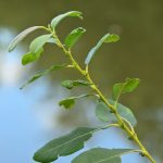 Saule cendré ou Saule gris (Salix cinerea)