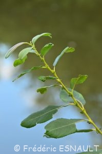 Saule cendré ou Saule gris (Salix cinerea)