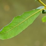 Saule cendré ou Saule gris (Salix cinerea)