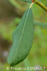 Saule cendré ou Saule gris (Salix cinerea)