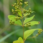 Lysimaque commune (Lysimachia vulgaris)