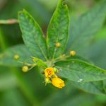 Lysimaque commune (Lysimachia vulgaris)