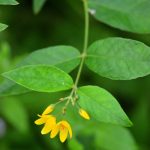 Lysimaque commune (Lysimachia vulgaris)