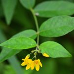 Lysimaque commune (Lysimachia vulgaris)