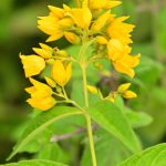 Lysimaque commune (Lysimachia vulgaris)
