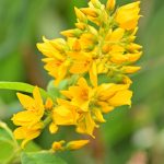 Lysimaque commune (Lysimachia vulgaris)