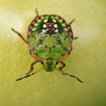 Larve de la Punaise verte ponctuée (Nezara viridula)