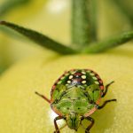 Larve de la Punaise verte ponctuée (Nezara viridula)