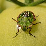 Larve de la Punaise verte ponctuée (Nezara viridula)