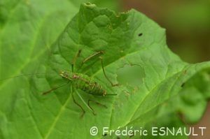 Sauterelle ponctuée ou Leptophye ponctuée (Leptophyes punctatissima)