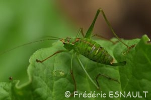 Sauterelle ponctuée ou Leptophye ponctuée (Leptophyes punctatissima)