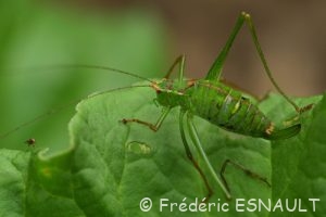 Sauterelle ponctuée ou Leptophye ponctuée (Leptophyes punctatissima)