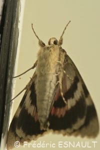 La Noctuelle Mariée (Catocala nupta)