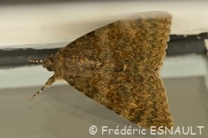 La Noctuelle Mariée (Catocala nupta)