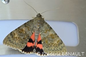 La Noctuelle Mariée (Catocala nupta)