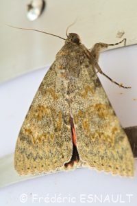 La Noctuelle Mariée (Catocala nupta)