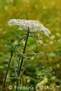 Berce commune ou grande Berce (Heracleum sphondylium)
