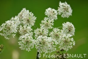 Berce commune ou grande Berce (Heracleum sphondylium)