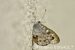 Némusien (le mâle), ou Ariane (la femelle), (Lasiommata maera)