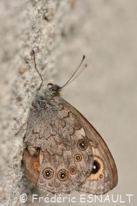 Némusien (le mâle), ou Ariane (la femelle), (Lasiommata maera)