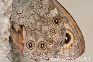 Némusien (le mâle), ou Ariane (la femelle), (Lasiommata maera)