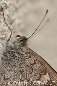 Némusien (le mâle), ou Ariane (la femelle), (Lasiommata maera)