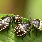 Punaise verte ponctuée (Nezara viridula)