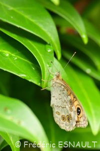 Ariane (la femelle) (Lasiommata maera)