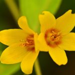 Lysimaque commune (Lysimachia vulgaris)