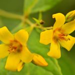 Lysimaque commune (Lysimachia vulgaris)