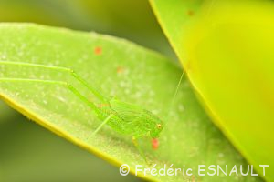 Sauterelle ponctuée ou Leptophye ponctuée (Leptophyes punctatissima)