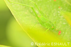 Sauterelle ponctuée ou Leptophye ponctuée (Leptophyes punctatissima)