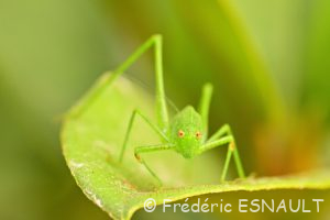 Sauterelle ponctuée ou Leptophye ponctuée (Leptophyes punctatissima)