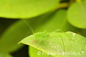 Sauterelle ponctuée ou Leptophye ponctuée (Leptophyes punctatissima)