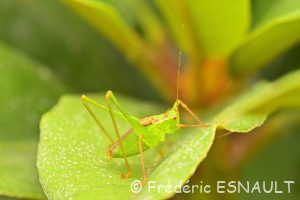 Sauterelle ponctuée ou Leptophye ponctuée (Leptophyes punctatissima)