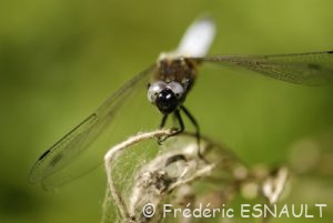 Libellule fauve mâle (Libellula fulva)