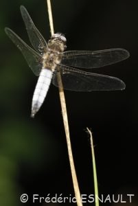 Libellule fauve mâle (Libellula fulva)