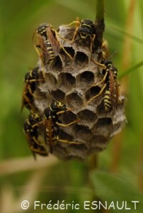Guêpe commune (Vespula vulgaris)