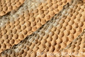 Guêpe commune (Vespula vulgaris)